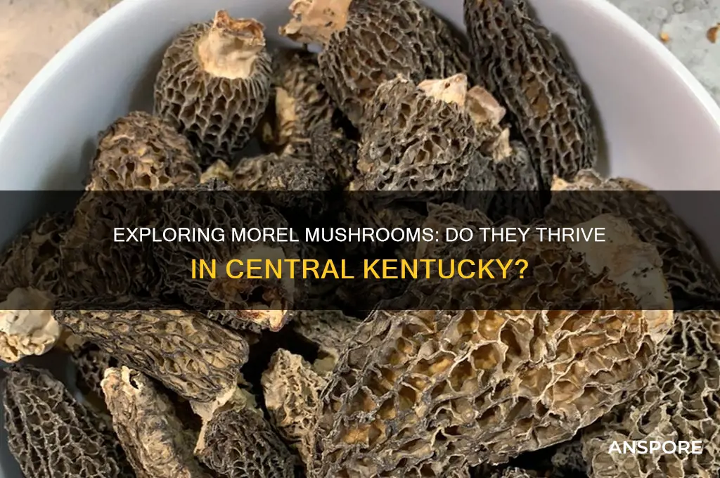 do morel mushrooms grow in central ky