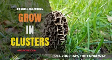 Do Morel Mushrooms Grow in Clusters? Unveiling the Truth