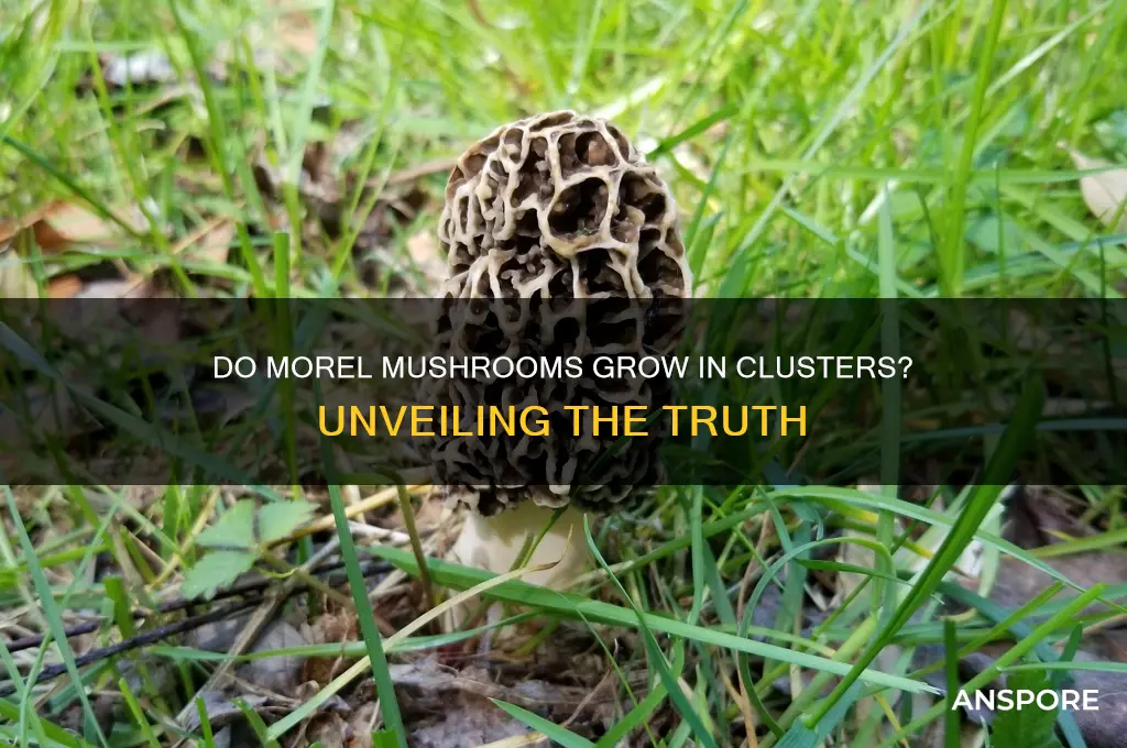 do morel mushrooms grow in clusters