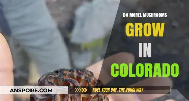 Discovering Morel Mushrooms: Do They Thrive in Colorado's Forests?