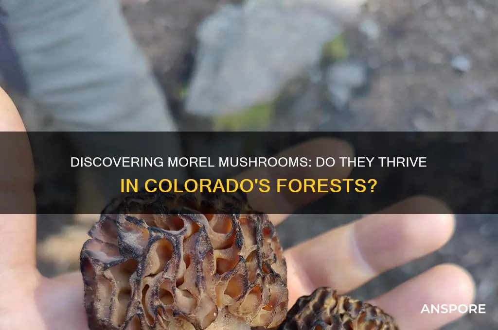 do morel mushrooms grow in colorado