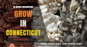 Discovering Morel Mushrooms: Do They Thrive in Connecticut's Forests?