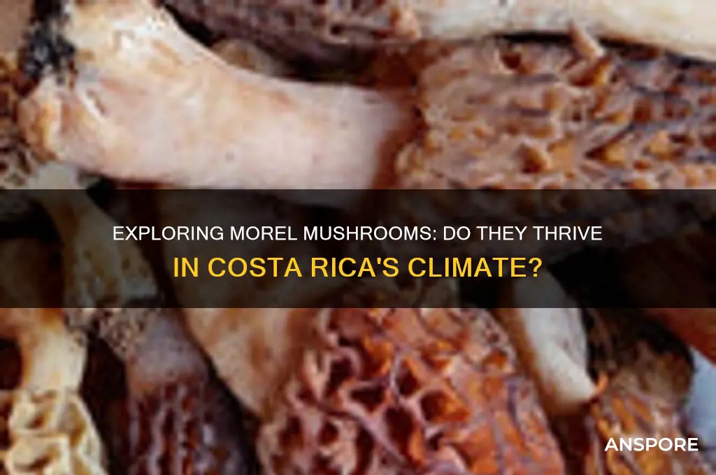 do morel mushrooms grow in costa rica