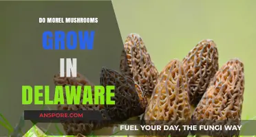 Exploring Morel Mushrooms: Do They Thrive in Delaware's Forests?