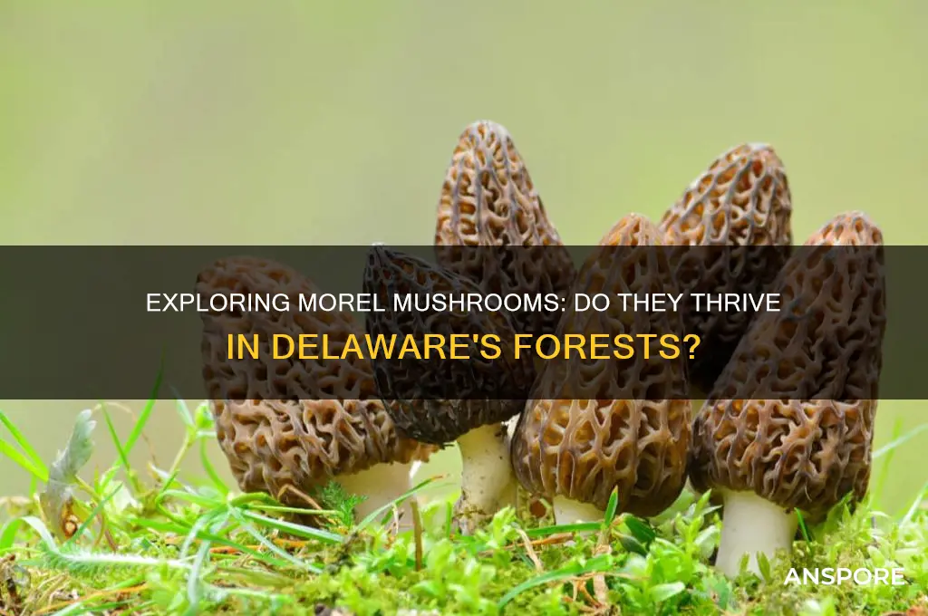 do morel mushrooms grow in delaware