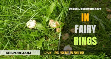 Do Morel Mushrooms Form Fairy Rings? Exploring Fungal Growth Patterns