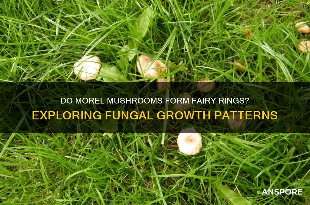 do morel mushrooms grow in fairy rings