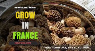 Exploring Morel Mushrooms: Do They Thrive in France's Forests?