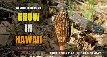 Exploring Hawaii's Forests: Do Morel Mushrooms Thrive in the Tropics?