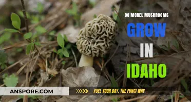Exploring Idaho's Forests: Do Morel Mushrooms Thrive in Gem State Soil?