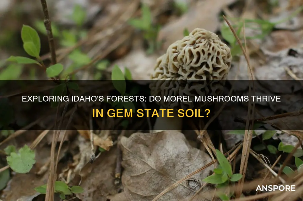 do morel mushrooms grow in idaho