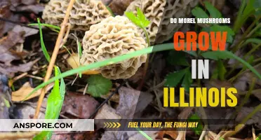Where to Find Morel Mushrooms in Illinois: A Forager's Guide