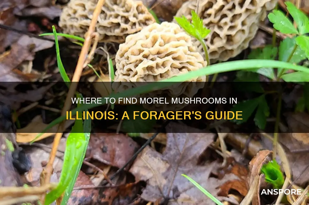 do morel mushrooms grow in illinois