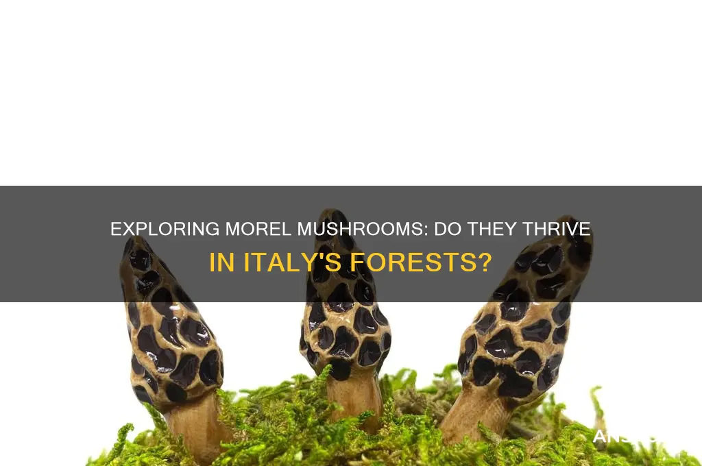 do morel mushrooms grow in italy