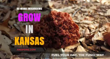 Discovering Morel Mushrooms: Do They Thrive in Kansas' Forests?
