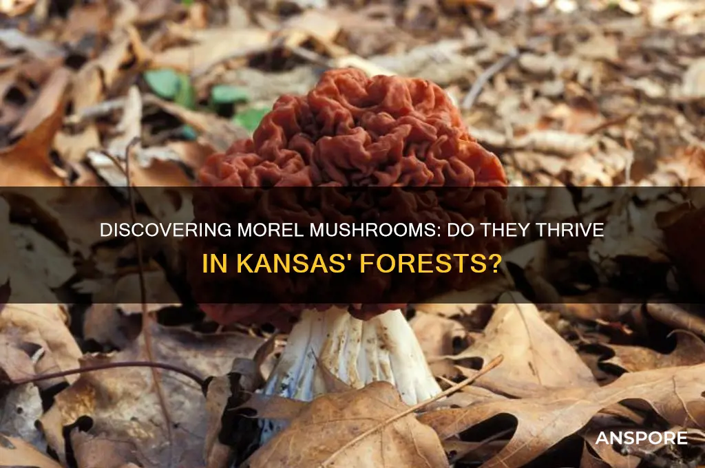 do morel mushrooms grow in kansas
