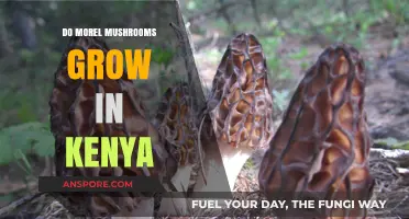 Exploring Kenya's Forests: Do Morel Mushrooms Thrive in This Climate?