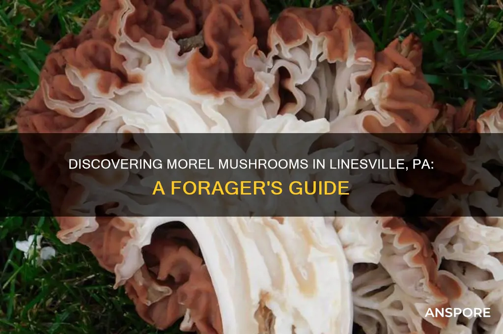 do morel mushrooms grow in linesville pa