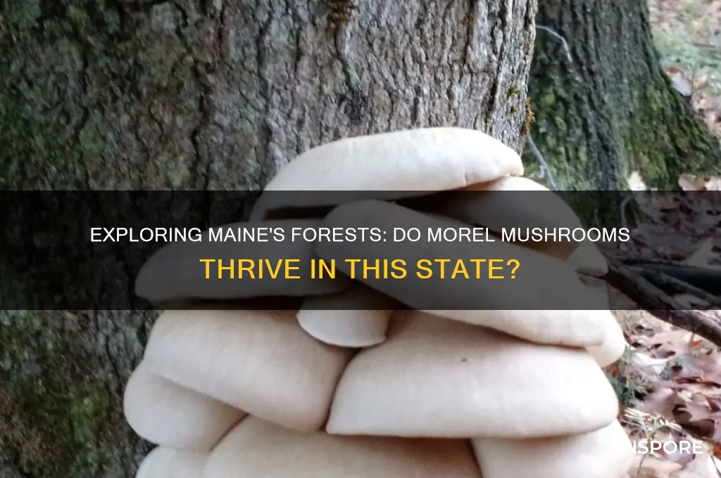do morel mushrooms grow in maine