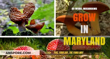 Discovering Morel Mushrooms: Do They Thrive in Maryland's Forests?