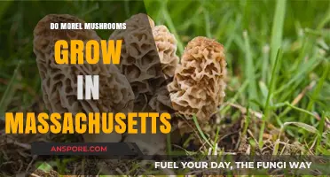 Discovering Morel Mushrooms in Massachusetts: Habitat, Season, and Tips