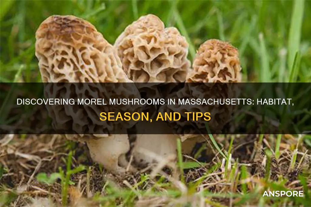 do morel mushrooms grow in massachusetts