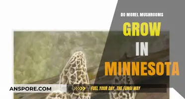 Exploring Minnesota's Morel Mushroom Habitats: Where and When to Find Them