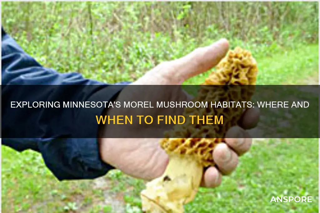 do morel mushrooms grow in minnesota