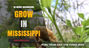 Discovering Morel Mushrooms: Do They Thrive in Mississippi's Forests?