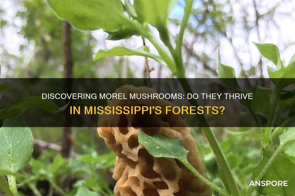 do morel mushrooms grow in mississippi