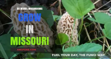 Where to Find Morel Mushrooms in Missouri: A Forager's Guide