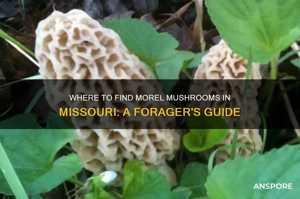 do morel mushrooms grow in missouri