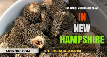 Discovering Morel Mushrooms: Do They Thrive in New Hampshire's Forests?