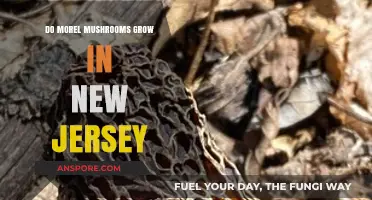 Discovering Morel Mushrooms in New Jersey: A Forager's Guide