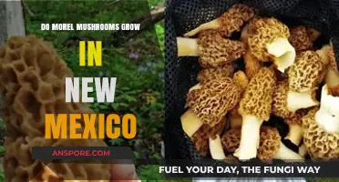 Exploring Morel Mushrooms: Do They Thrive in New Mexico's Climate?