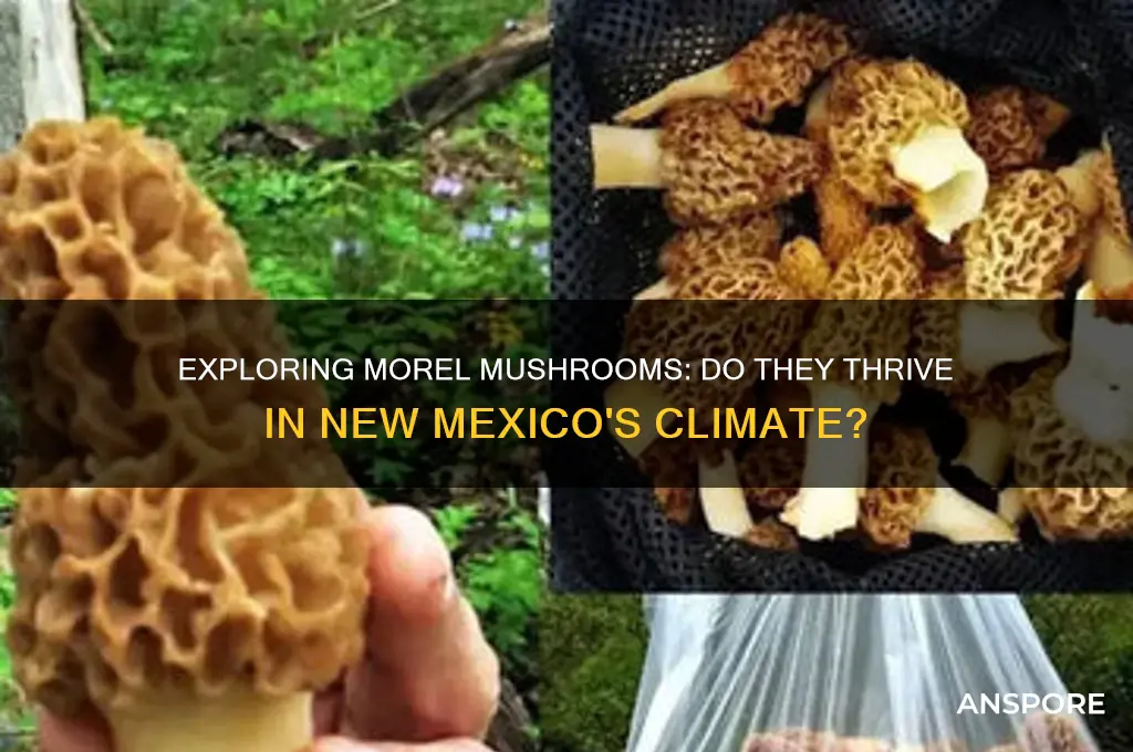 do morel mushrooms grow in new mexico