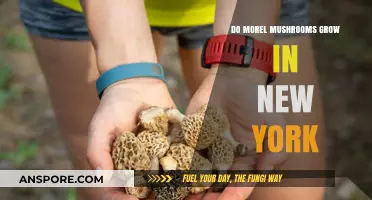 Discovering Morel Mushrooms: Do They Thrive in New York's Forests?
