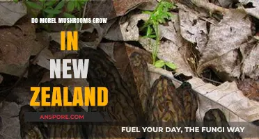 Exploring Morel Mushrooms: Do They Thrive in New Zealand's Climate?