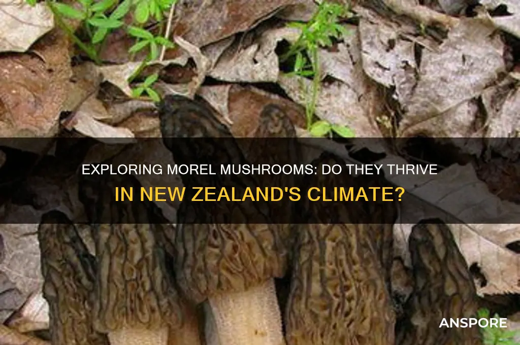 do morel mushrooms grow in new zealand