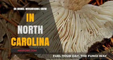 Discovering Morel Mushrooms: Do They Thrive in North Carolina's Forests?
