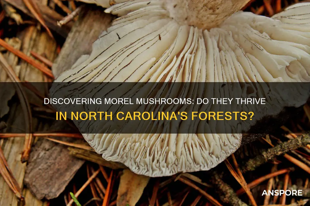 do morel mushrooms grow in north carolina