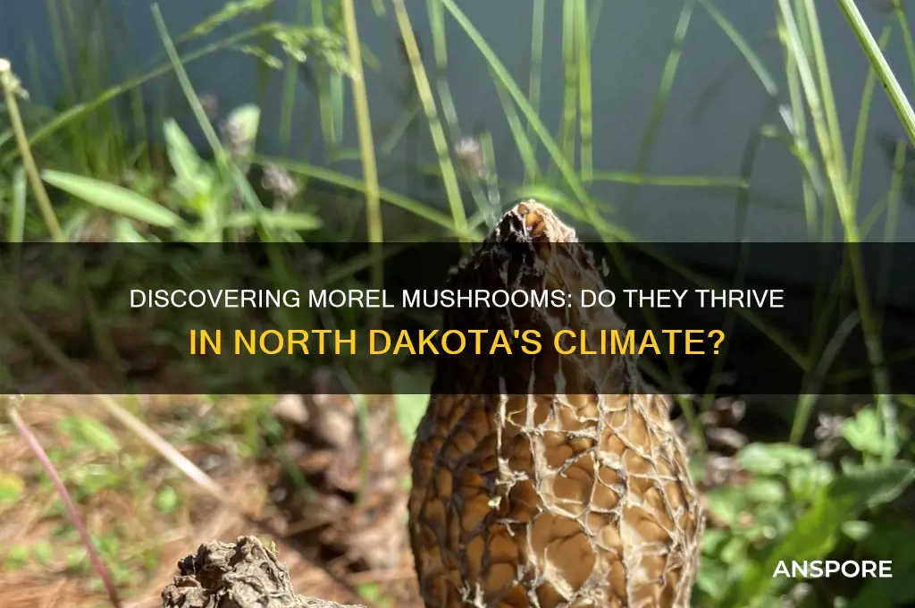 do morel mushrooms grow in north dakota
