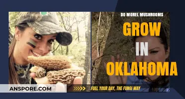 Exploring Oklahoma's Forests: Do Morel Mushrooms Thrive in the Sooner State?