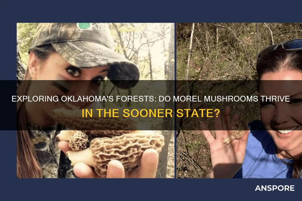 do morel mushrooms grow in oklahoma