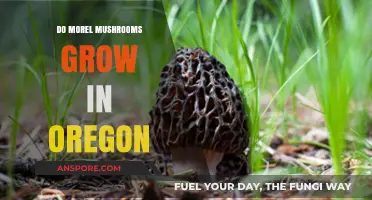 Discovering Morel Mushrooms: Do They Thrive in Oregon's Forests?