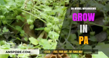 Where to Find Morel Mushrooms in Pennsylvania: A Forager's Guide