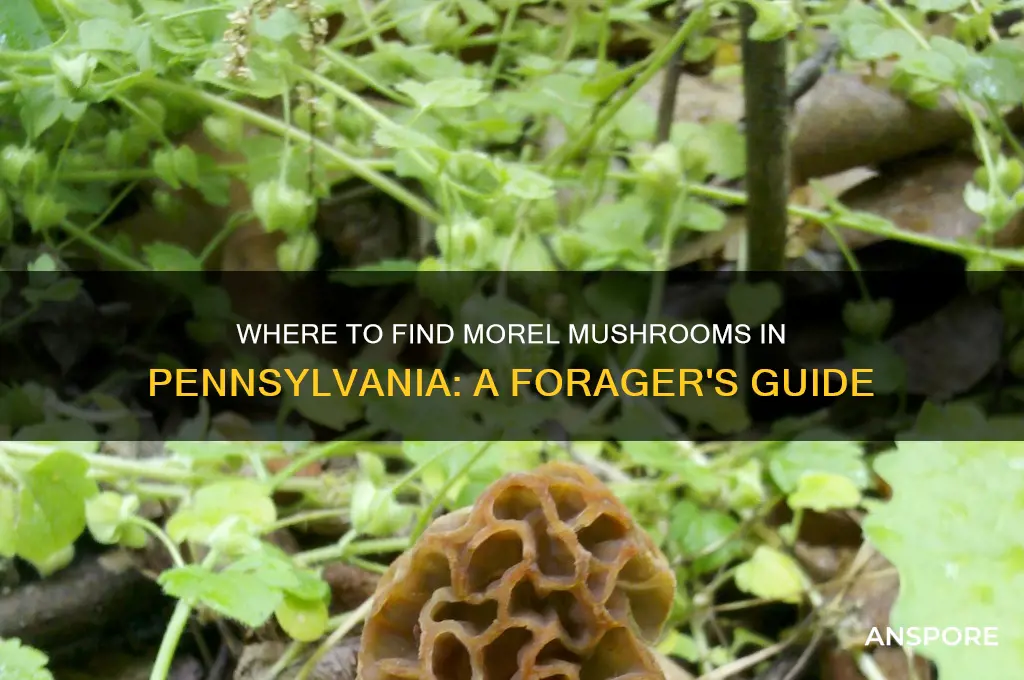 do morel mushrooms grow in pa