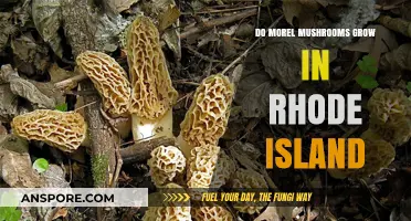 Exploring Morel Mushrooms: Do They Thrive in Rhode Island's Forests?