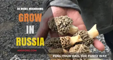 Exploring Morel Mushrooms: Do They Thrive in Russia's Forests?
