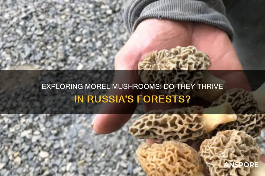 do morel mushrooms grow in russia